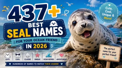 437+ best seal names for your ocean friend in 2026 with a cute seal by the sea